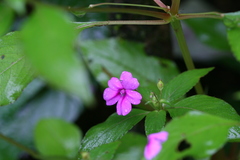 Impatiens gardneriana
